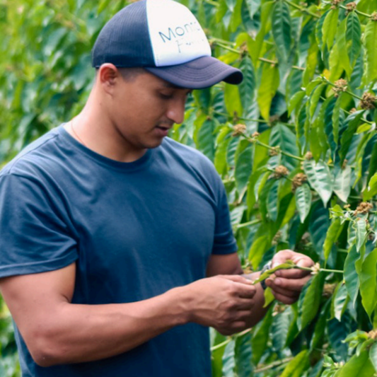 Lote Comunitario 2 — Blend Caturra, Bourbon y Typica | Royal Roasting Coffee