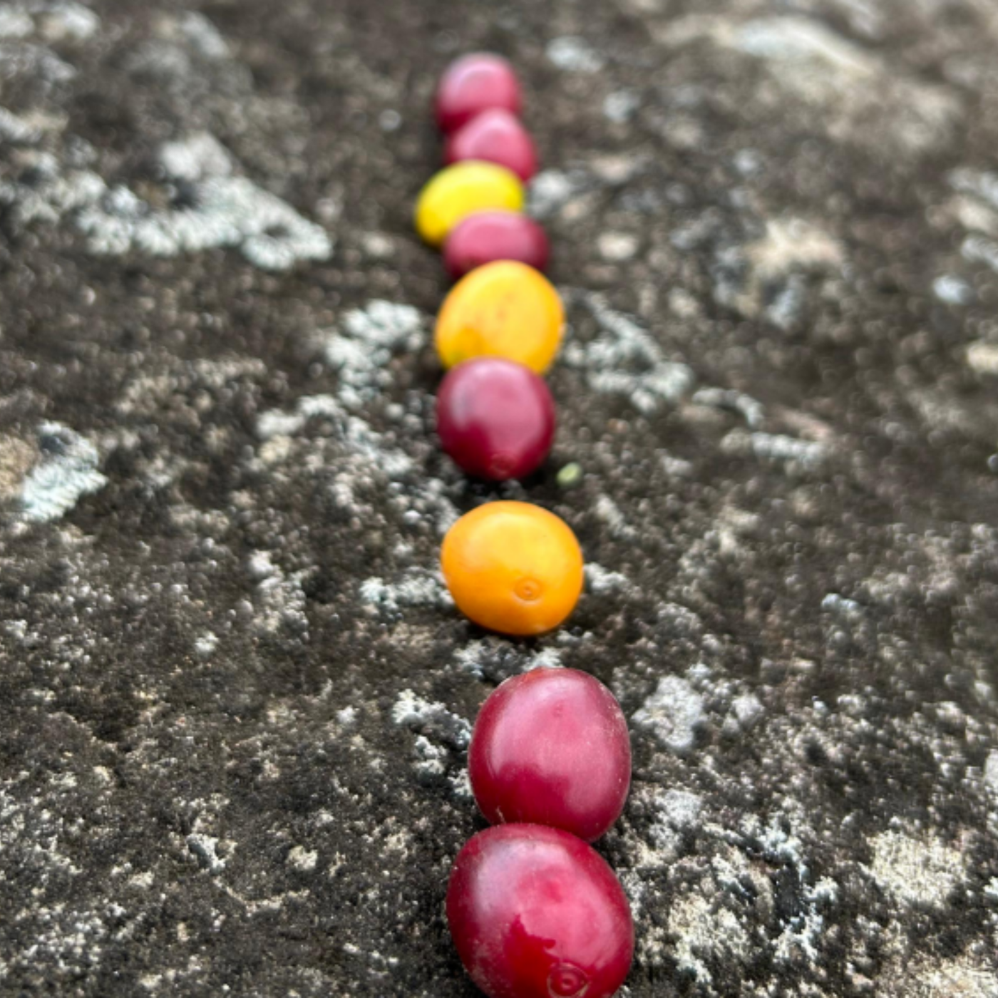 Lote Comunitario 3 — Blend Bourbon, Catuai y Caturra | Royal Roasting Coffee