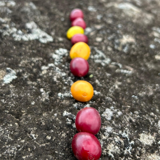 Lote Comunitario 3 — Blend Bourbon, Catuai y Caturra | Royal Roasting Coffee