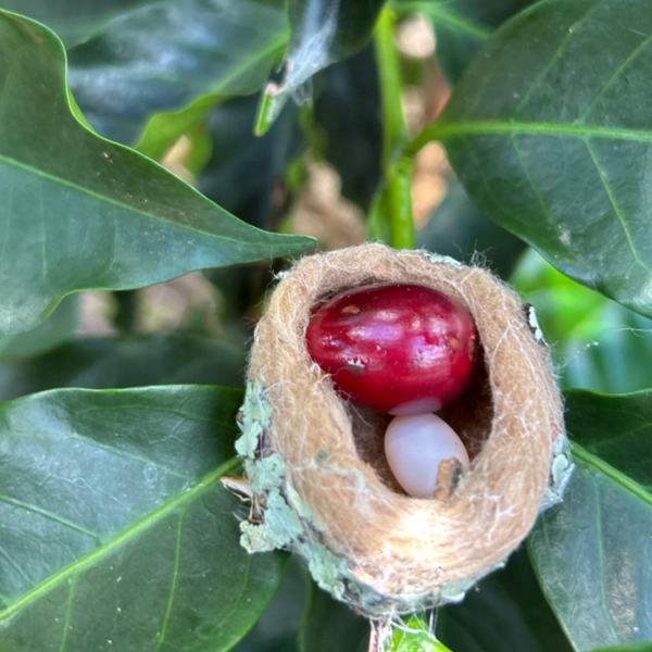 Caturra Bourbon Natural — Finca Montalvan | Royal Roasting Coffee