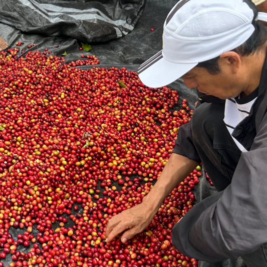 Geisha Lavado — Finca Montalvan | Royal Roasting Coffee