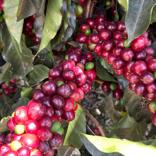 Lote Comunitario 1 — Blend Catuai, Bourbon y Pache | Royal Roasting Coffee