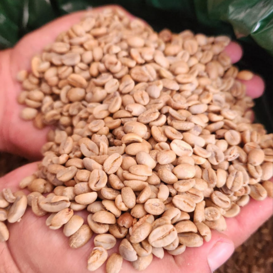 Marshell Lavado — Finca Montalvan | Royal Roasting Coffee