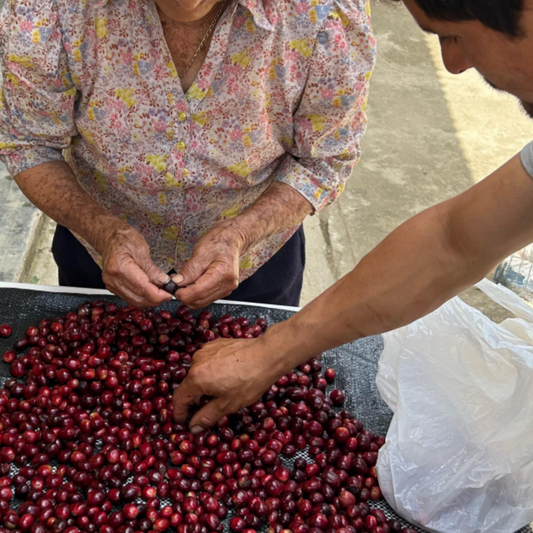 Bourbon Mejorado — Finca Montalvan | Royal Roasting Coffee